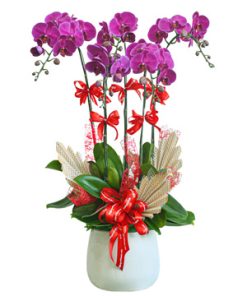 Hồ điệp tím 5 cành - 013