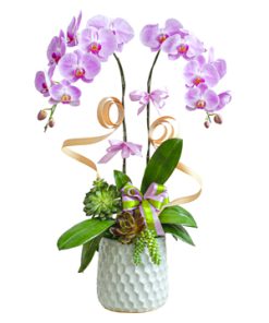 Lan hồ điệp - Hồng Phúc - 014