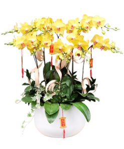 Lan Hồ Điệp Xuân - 012